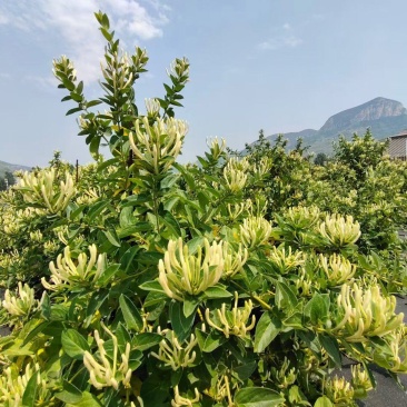 鲁平一号北花金银花苗高产型超长花期基地直销种植回收