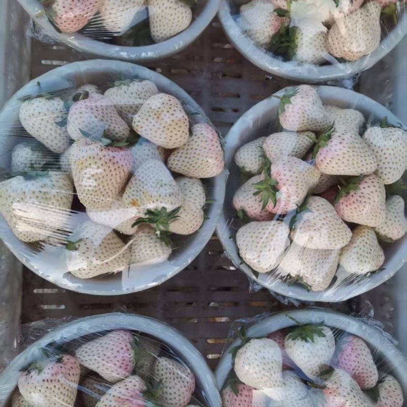 梦之芙草莓白草莓山东草莓大量供应对接全国市场电商