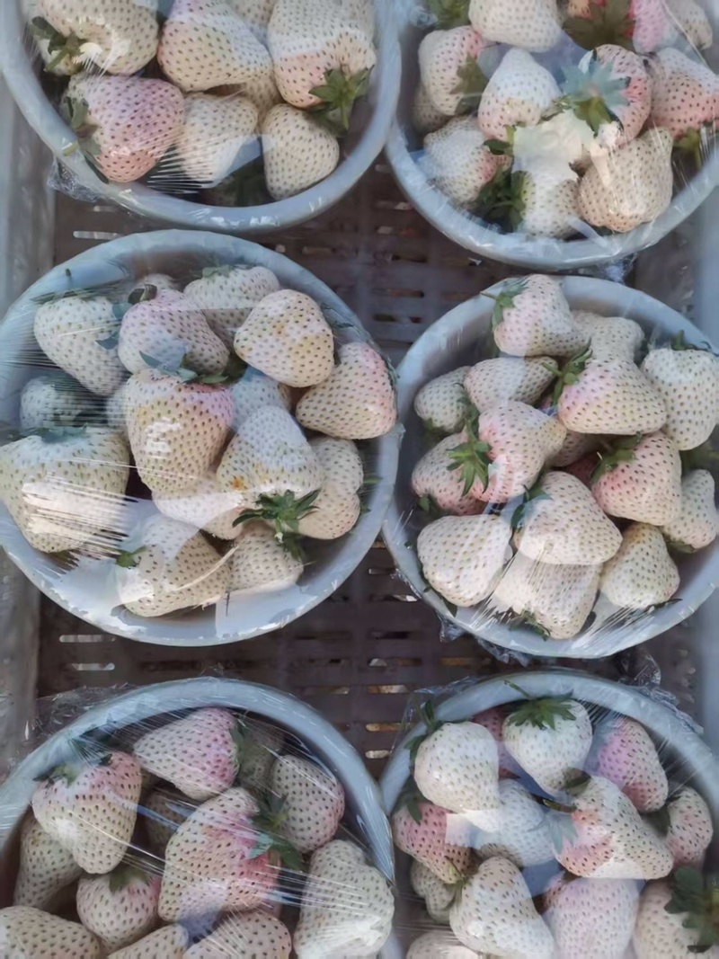 梦之芙草莓白草莓山东草莓大量供应对接全国市场电商