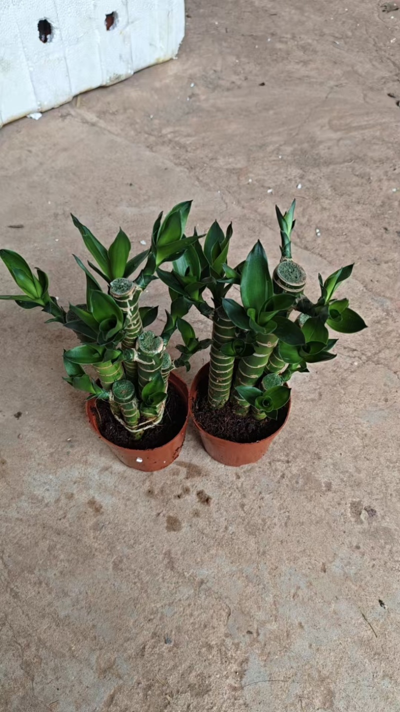 观音竹富贵竹水培植物带根花卉绿植绿色室内盆栽转运竹子水养好养