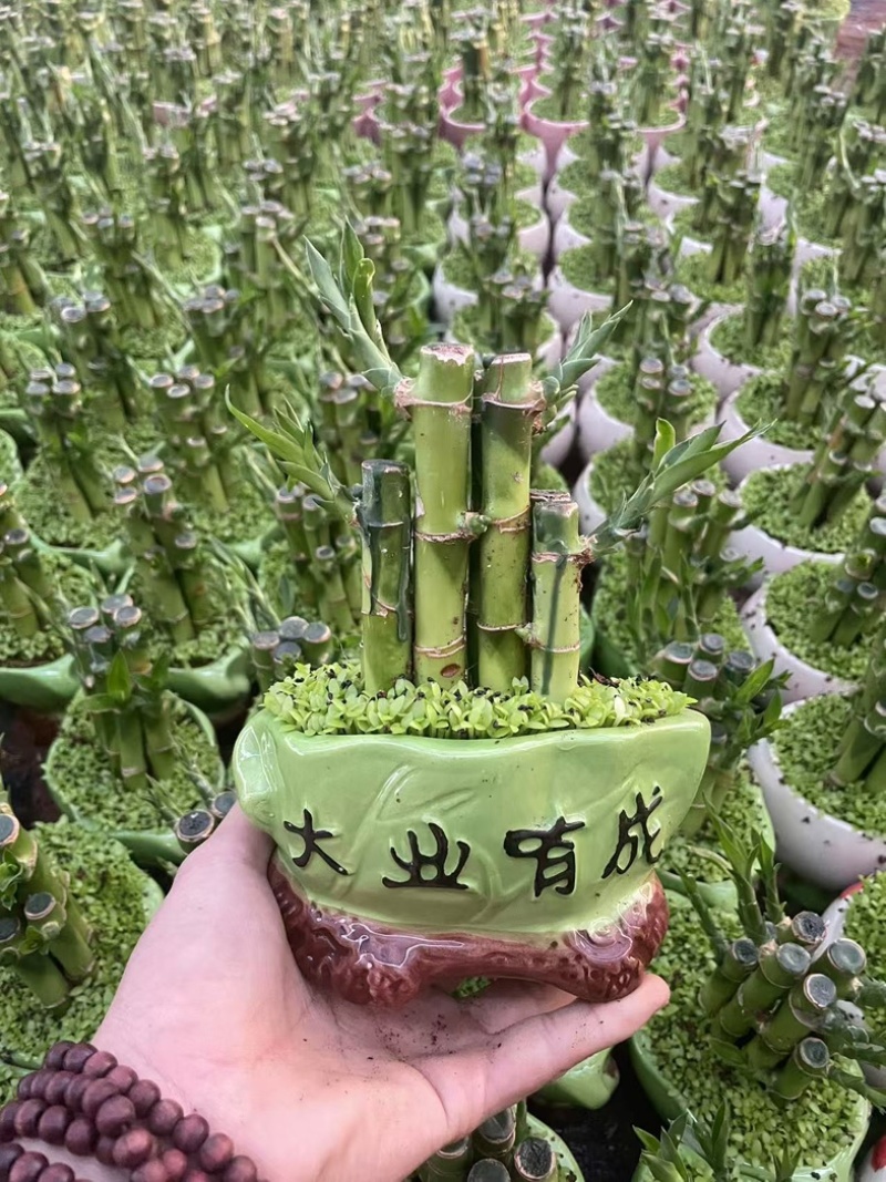 观音竹富贵竹水培植物带根花卉绿植绿色室内盆栽转运竹子水养好养