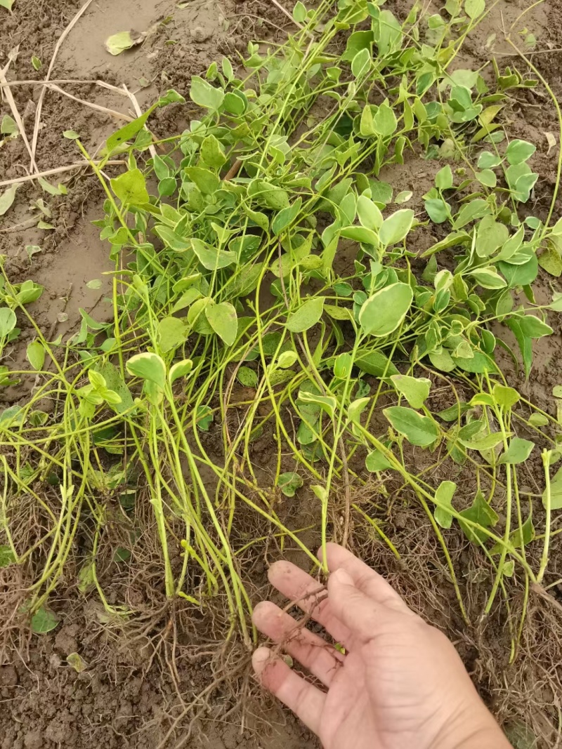 花叶蔓小杯、地苗，基地有量，欢迎来一亩田订购，