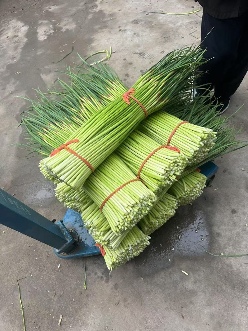 新鲜蒜薹红帽蒜薹无水分诚信经营全国可发货
