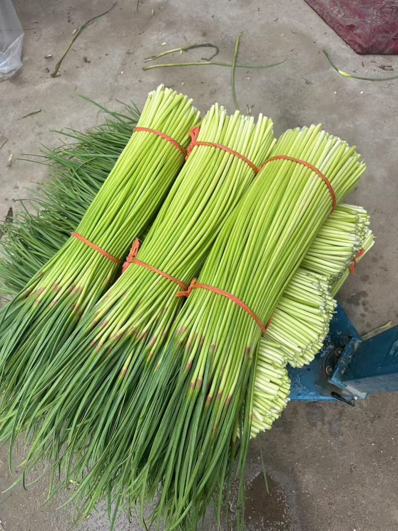 新鲜蒜薹红帽蒜薹无水分诚信经营全国可发货