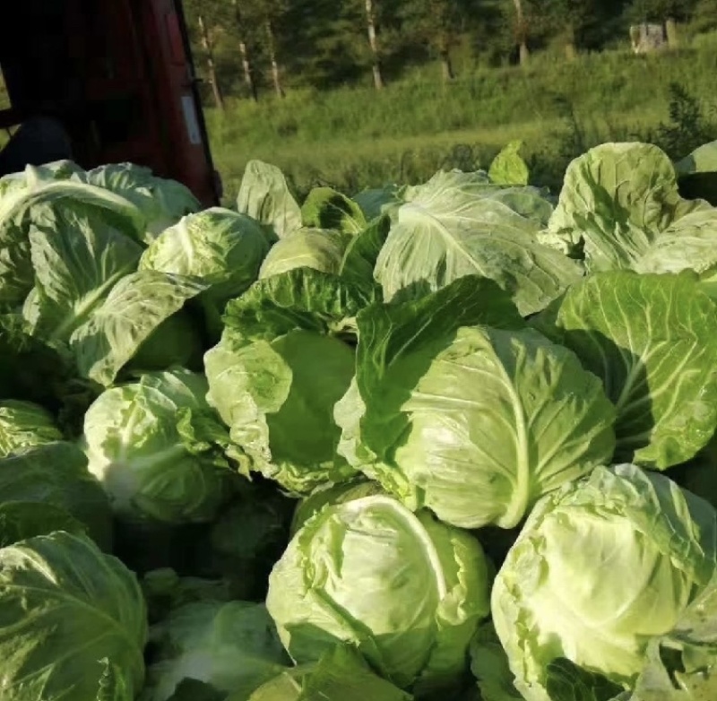 徐州甘蓝。包菜，支持各种规格一手货源，代发全国。质量保证
