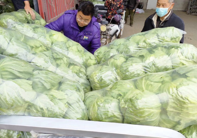 徐州甘蓝。包菜，支持各种规格一手货源，代发全国。质量保证