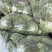 徐州甘蓝。包菜，支持各种规格一手货源，代发全国。质量保证