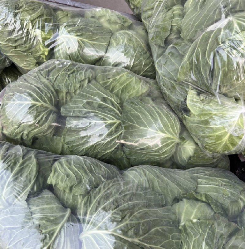 徐州甘蓝。包菜，支持各种规格一手货源，代发全国。质量保证