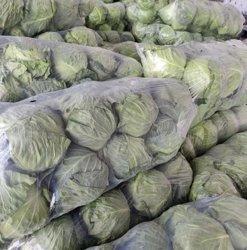 徐州甘蓝。包菜，支持各种规格一手货源，代发全国。质量保证