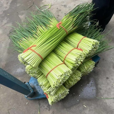 河南周口万亩精品鲜蒜苔红帽蒜薹一手货源无水分