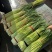 河南周口万亩精品鲜蒜苔红帽蒜薹一手货源无水分