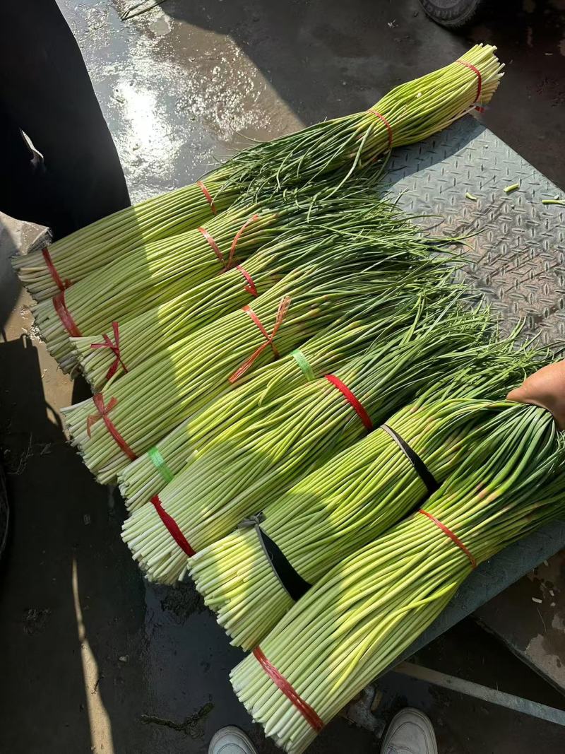 河南周口万亩精品鲜蒜苔红帽蒜薹一手货源无水分