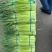 河南周口万亩精品鲜蒜苔红帽蒜薹一手货源无水分