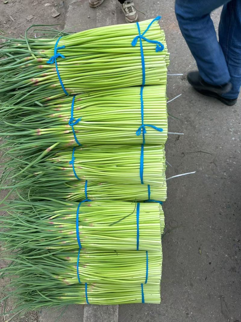 河南周口万亩精品鲜蒜苔红帽蒜薹一手货源无水分