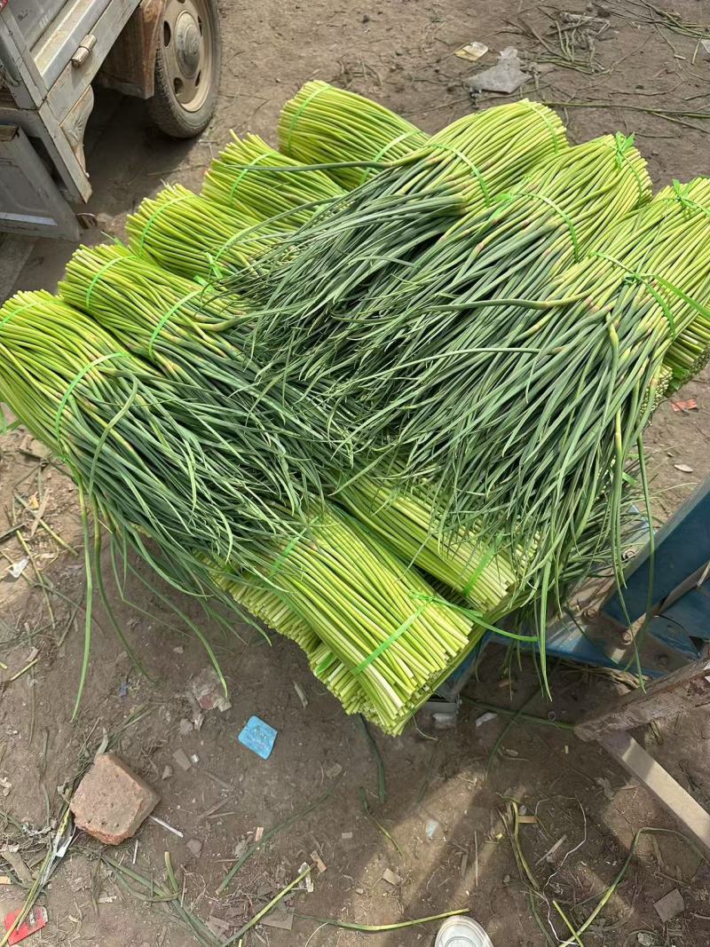 河南周口万亩精品鲜蒜苔红帽蒜薹一手货源无水分