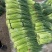 河南周口万亩精品鲜蒜苔红帽蒜薹一手货源无水分