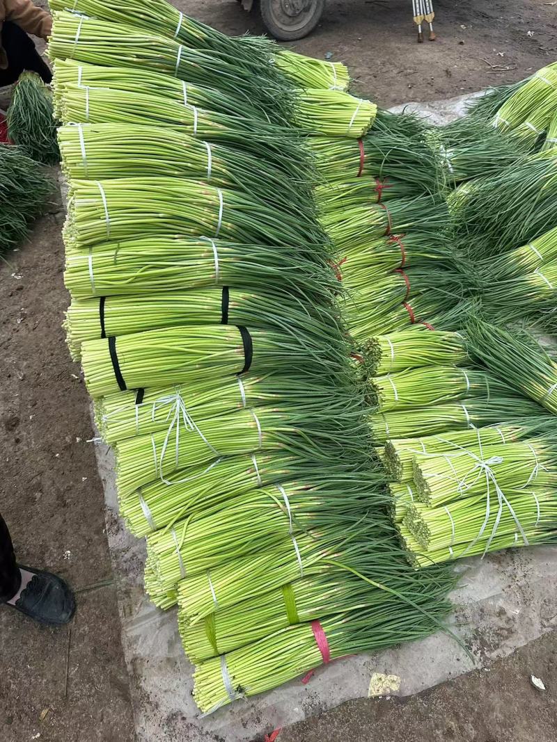 河南周口万亩精品鲜蒜苔红帽蒜薹一手货源无水分