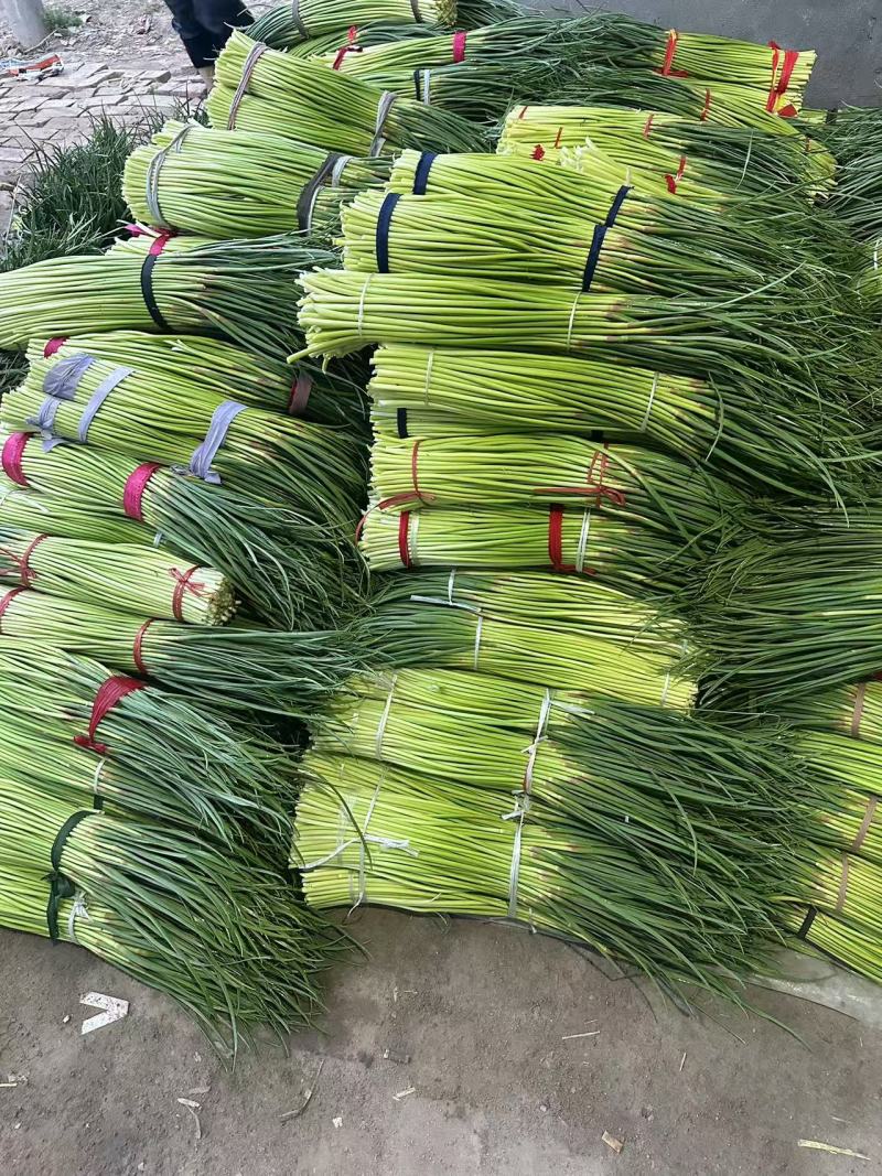 河南周口万亩精品鲜蒜苔红帽蒜薹一手货源无水分