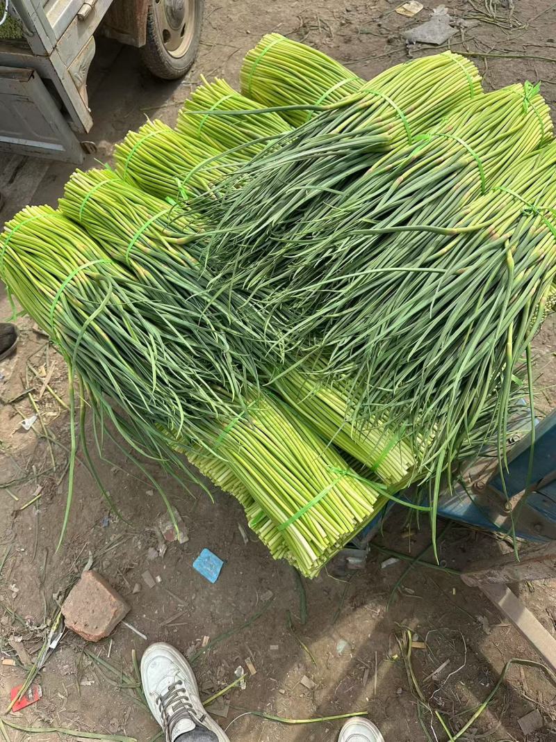 河南周口万亩精品鲜蒜苔红帽蒜薹一手货源无水分