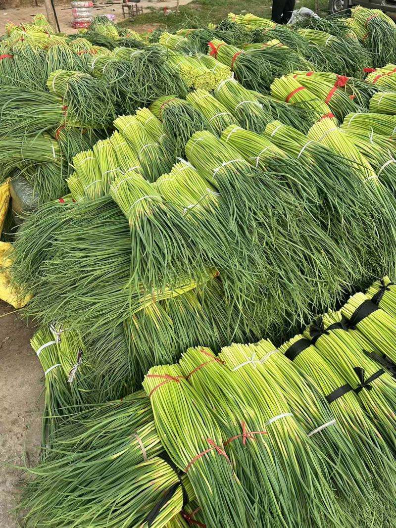河南周口万亩精品鲜蒜苔红帽蒜薹一手货源无水分