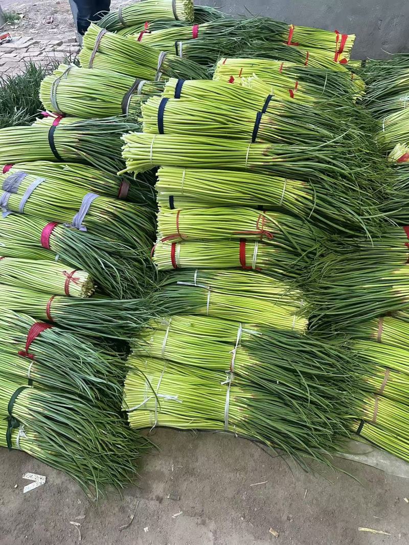 河南周口万亩精品鲜蒜苔红帽蒜薹一手货源无水分