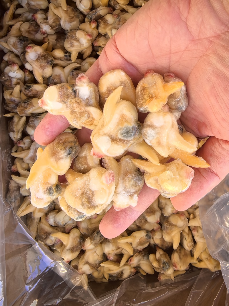 黄蚬子肉辽宁产区直发，货源充足，量大从优，保质保量。