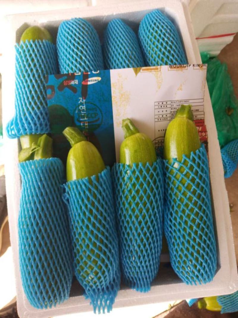 精品绿皮西葫芦（四季）蔬菜、质优价廉、货源充足全国发