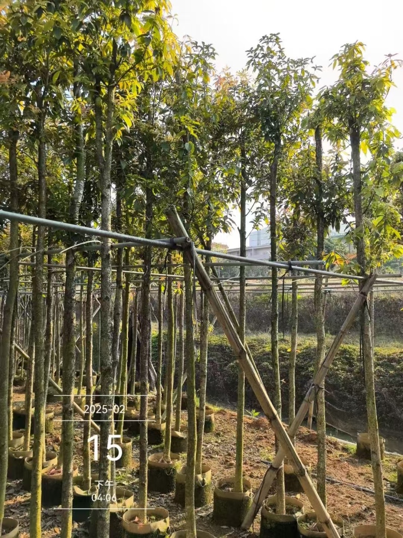 金丝楠木