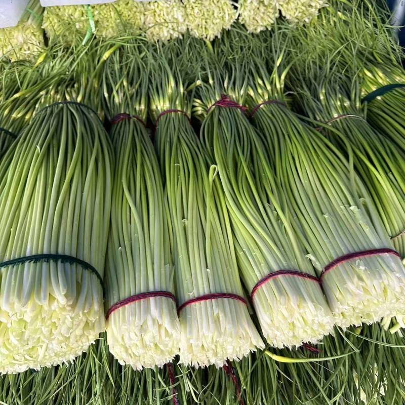 大量上市【优质蒜薹】白帽鲜蒜苔货源充足全网对接
