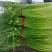 大量上市【优质蒜薹】白帽鲜蒜苔货源充足全网对接