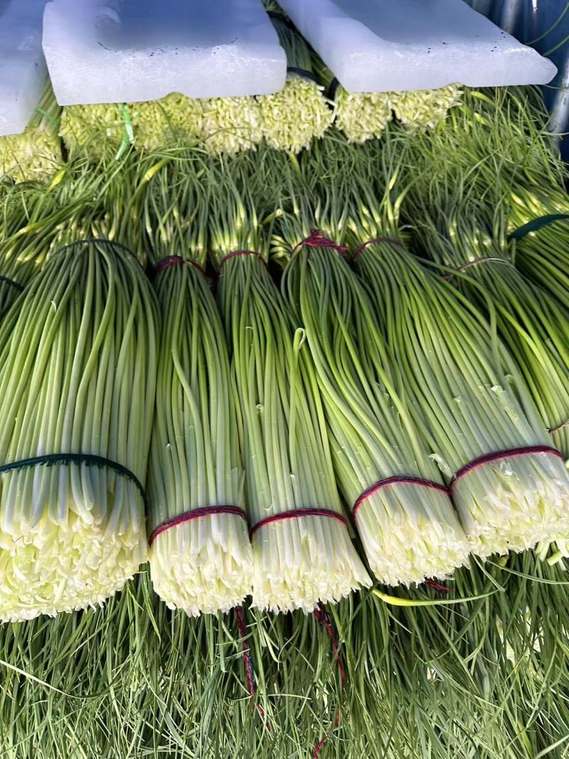 大量上市【优质蒜薹】白帽鲜蒜苔货源充足全网对接