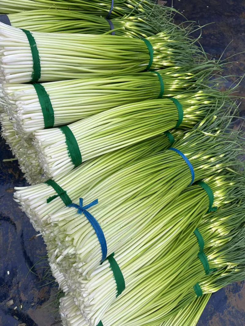 大量上市【优质蒜薹】白帽鲜蒜苔货源充足全网对接