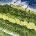 大量上市【优质蒜薹】白帽鲜蒜苔货源充足全网对接