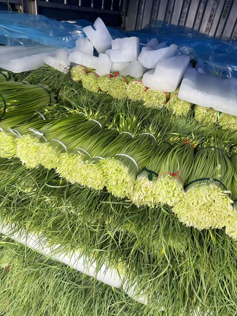 大量上市【优质蒜薹】白帽鲜蒜苔货源充足全网对接