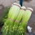 大量上市【优质蒜薹】白帽鲜蒜苔货源充足全网对接