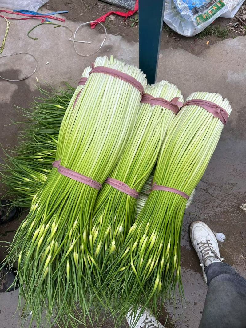 大量上市【优质蒜薹】白帽鲜蒜苔货源充足全网对接