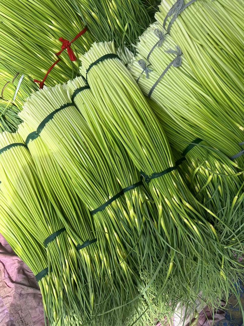 大量上市【优质蒜薹】白帽鲜蒜苔货源充足全网对接