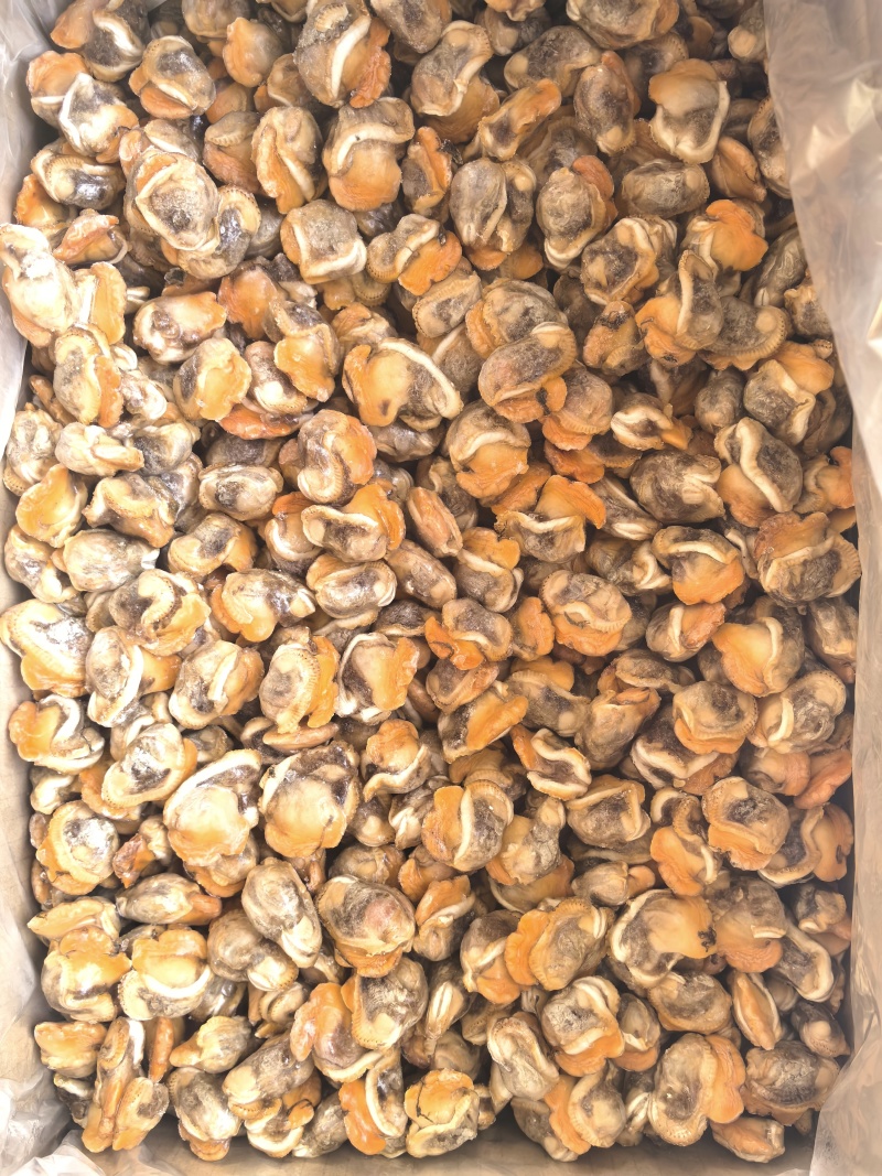 赤贝肉大量供应，产地直发，货源充足，量大从优，可视频验货