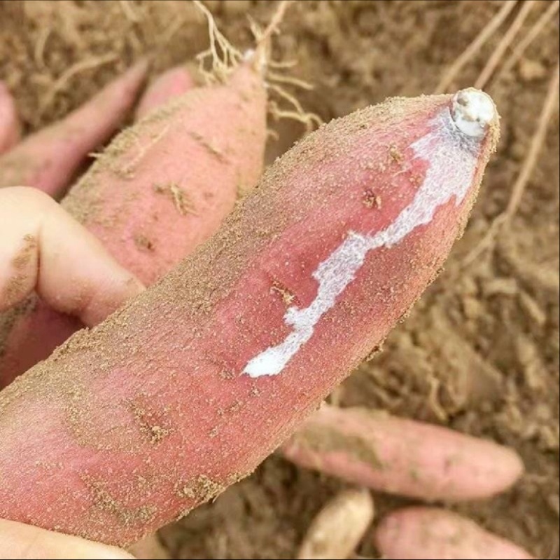 白哈密红薯大量上市产地发货价格美丽欢迎老板电话拿货