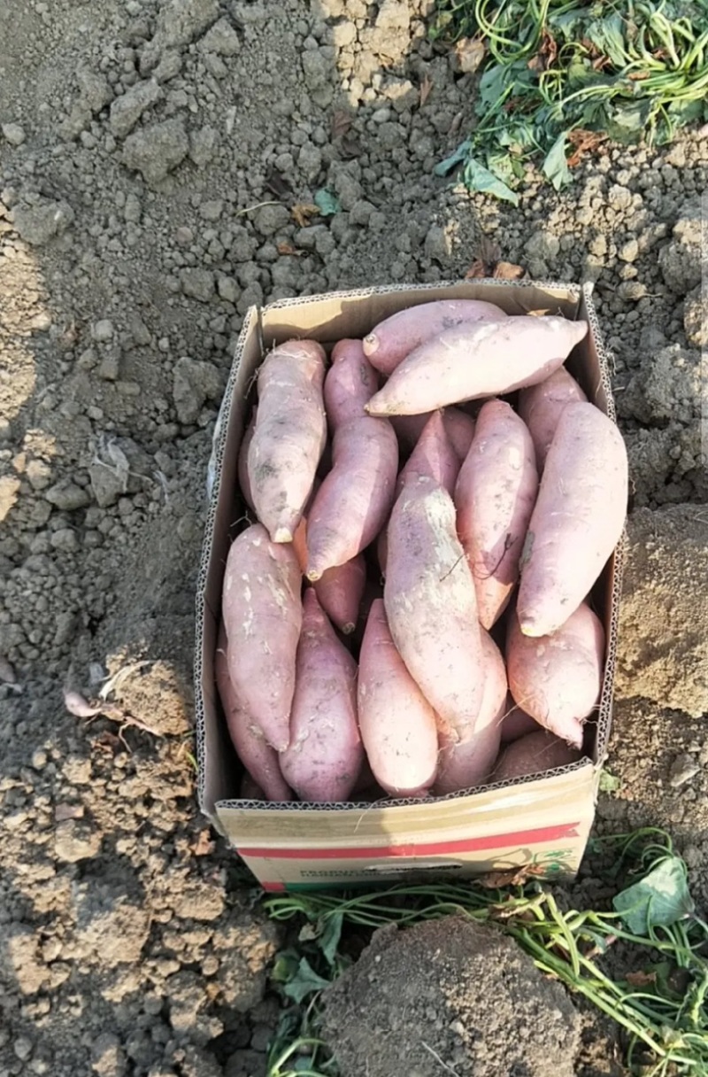 山东红薯龙薯9号大量有货供应档口工厂等电話拿货