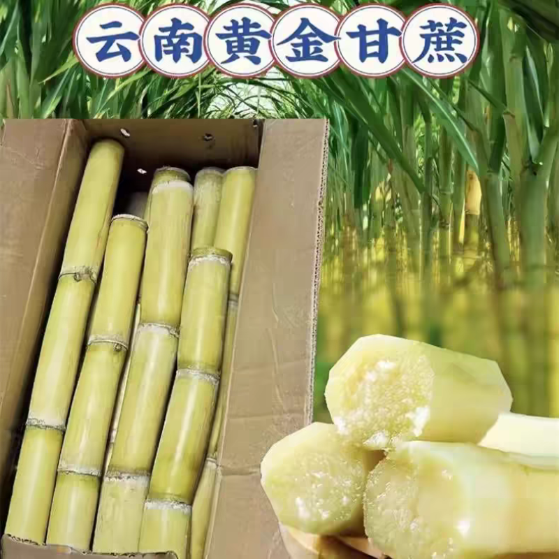 云南甘蔗/云南黄金甘蔗/黄皮甘蔗/产地批发全国代办代发