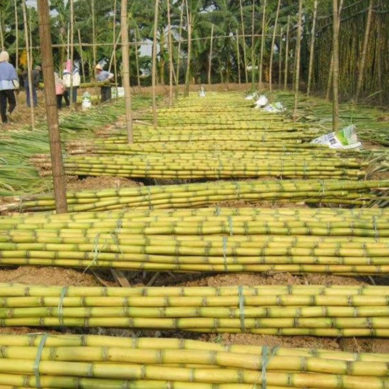 云南甘蔗/云南黄金甘蔗/黄皮甘蔗/产地批发全国代办代发