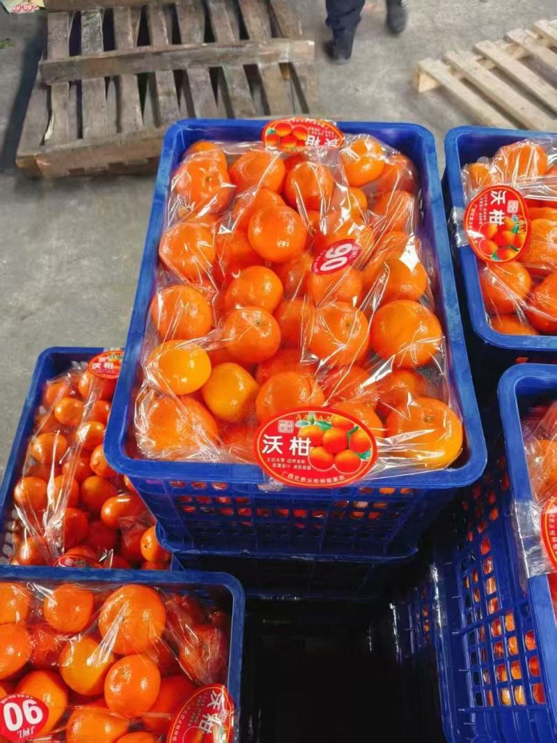 沃柑大量供电商，社团，市场随时可以看货现场采摘