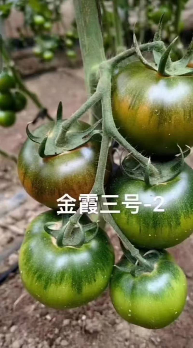 草莓西红柿种植批发，自己种植，日产5000斤欢迎电话联系