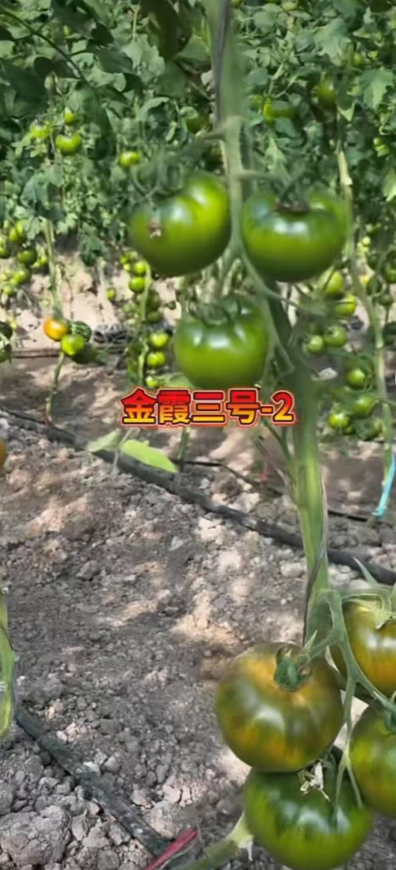 草莓西红柿种植批发，自己种植，日产5000斤欢迎电话联系