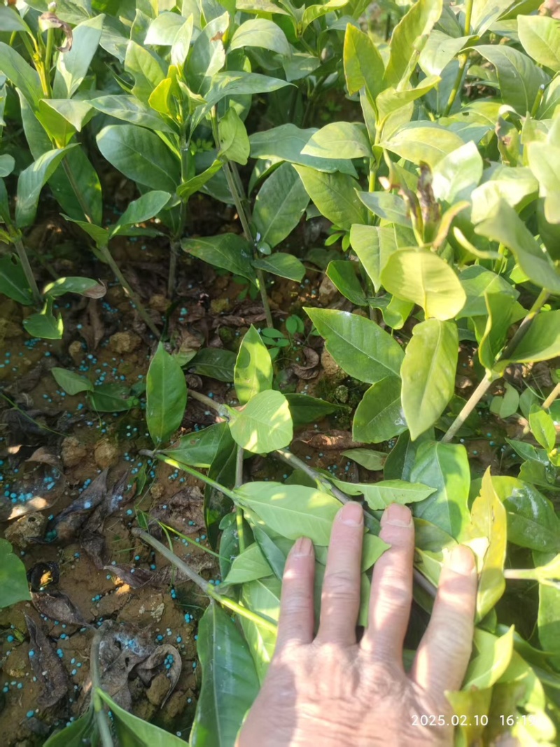 大叶栀子花二十到三十公分