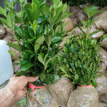 中叶栀子花二十到三十公分