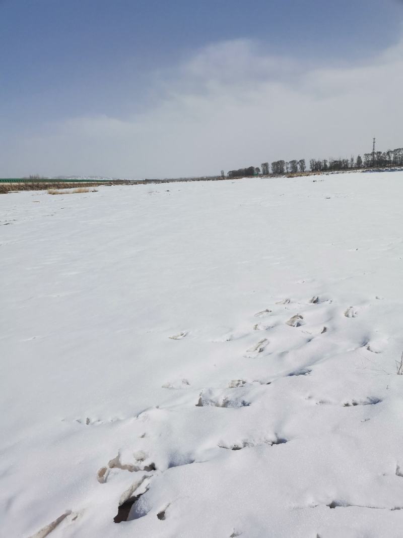 4300亩高原水浇耕地出租600元/亩可分租，合作社