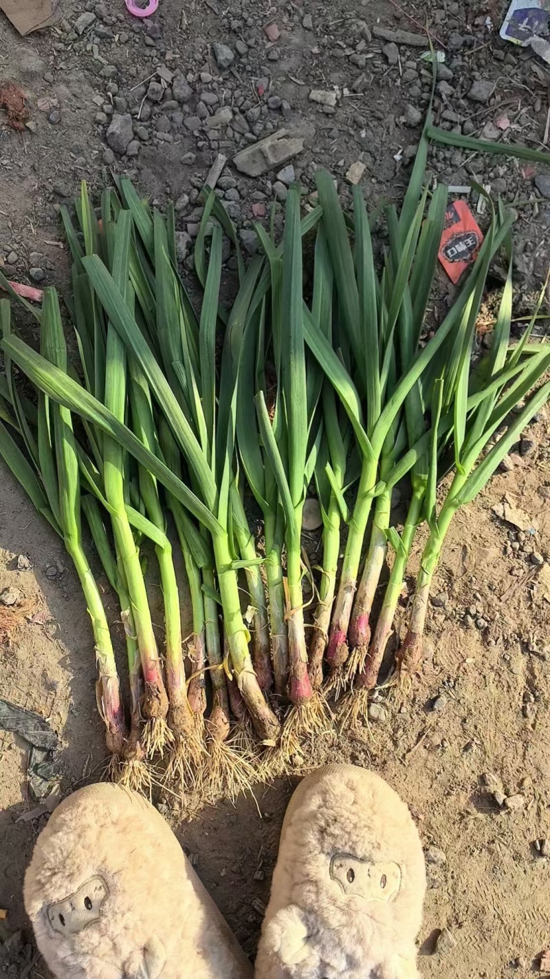 精品红根蒜苗产地直发，货源充足，大量供应电商市场