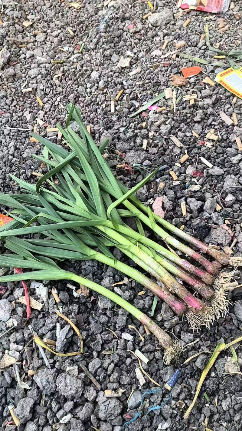 精品红根蒜苗产地直发，货源充足，大量供应电商市场